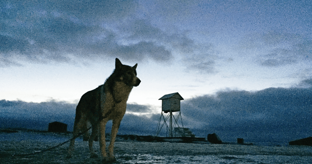 Shea: An Alaskan husky named Laban